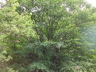 Salto_del_Cane - 20100602 059.jpg